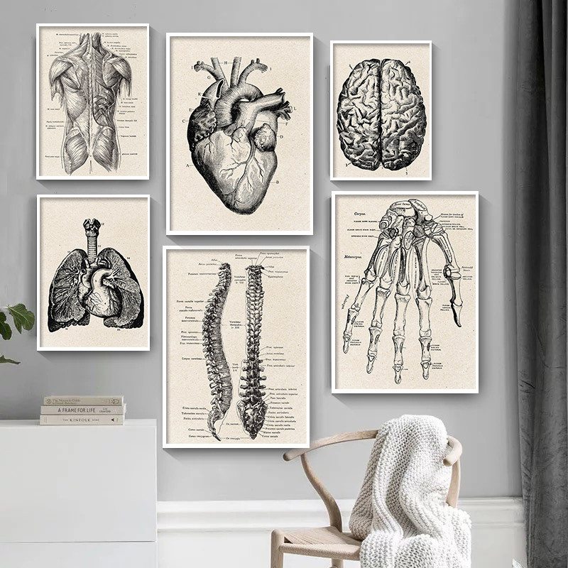 Medical Anatomy Artwork Canvas - огляд і ціна Medical Lab Posters